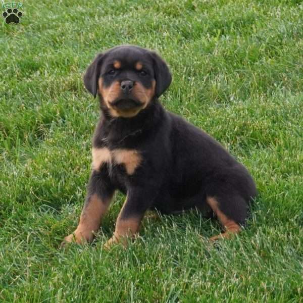 Sage, Rottweiler Puppy